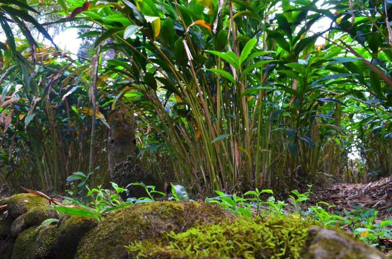 Mossy ground and cardamom seedlings on the estate