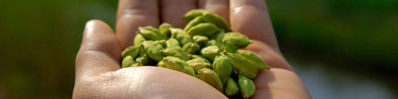 Hands holding freshly harvested green cardamom pods