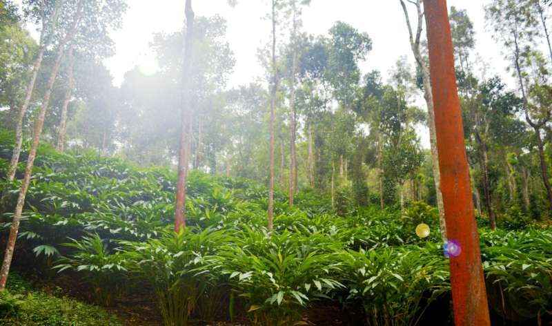 Cardamom plantation under canopy trees at the Highrange estate, Kumily