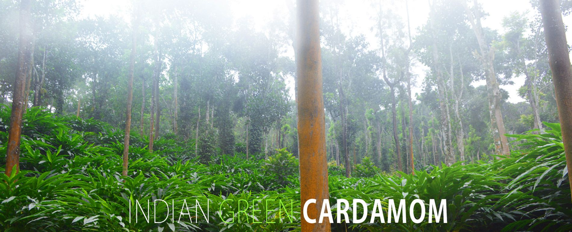 Cardamom understory in the Western Ghats