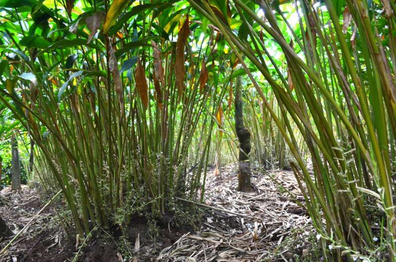 Cardamom plants growing under canopy